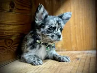 Hold Russian blue LC, a male Chihuahua for sale in Enterprise, AL – Photo 2 of 4