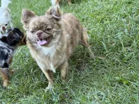 Flin, a male Chihuahua for sale in Enterprise, AL – 2 of 9
