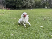 Winter, a male Chihuahua for sale in Enterprise, AL – 3 of 9