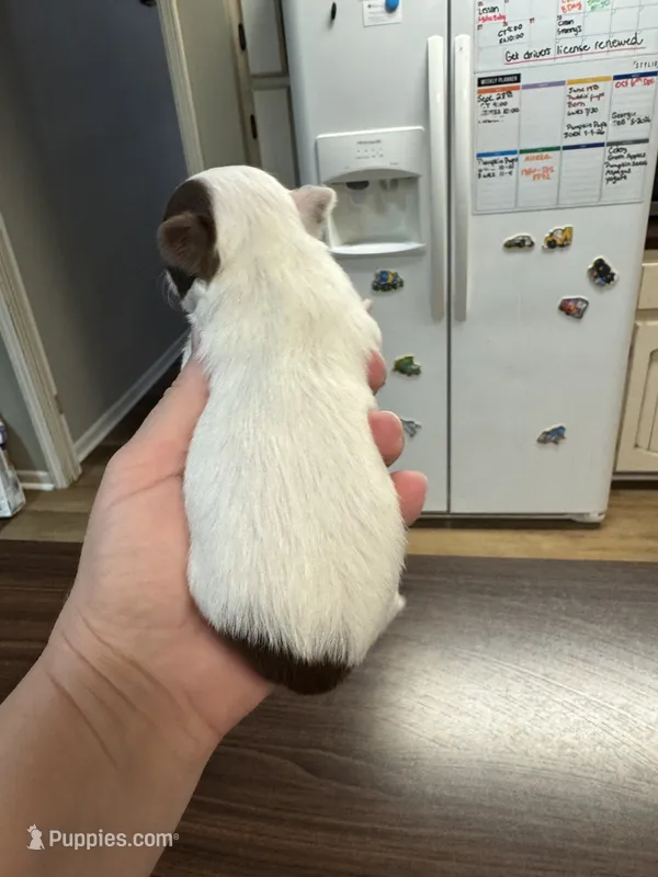 Pumpkin G1 – Chihuahua puppy for sale in Enterprise, AL