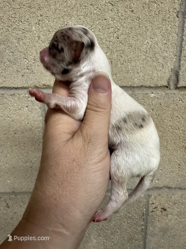 Lilac white – Chihuahua puppy for sale in Enterprise, AL
