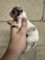 Lilac white, a male Chihuahua for sale in Enterprise, AL – 1 of 7