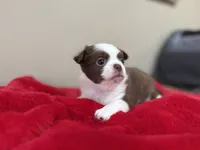 Pud, a female Chihuahua for sale in Enterprise, AL – 4 of 5