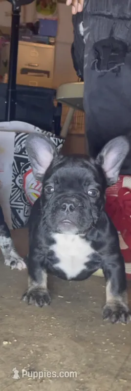 Onyx – French Bulldog, American Bully puppy for sale in Upper Marlboro, MD
