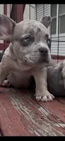 Patch, a female French Bulldog and American Bully for sale in Upper Marlboro, MD – 1 of 2
