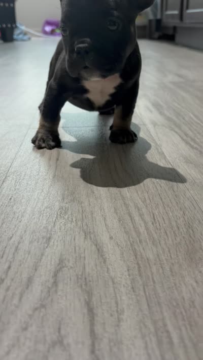 Onyx, a female French Bulldog and American Bully for sale in Upper Marlboro, MD – 2 of 2