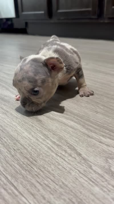 Peep, a female French Bulldog and American Bully for sale in Upper Marlboro, MD – 2 of 2
