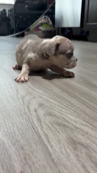 Patch, a female French Bulldog and American Bully for sale in Upper Marlboro, MD – 2 of 2