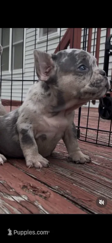 Peep – French Bulldog, American Bully puppy for sale in Upper Marlboro, MD