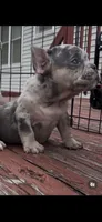 Peep, a female French Bulldog and American Bully for sale in Upper Marlboro, MD – 1 of 2