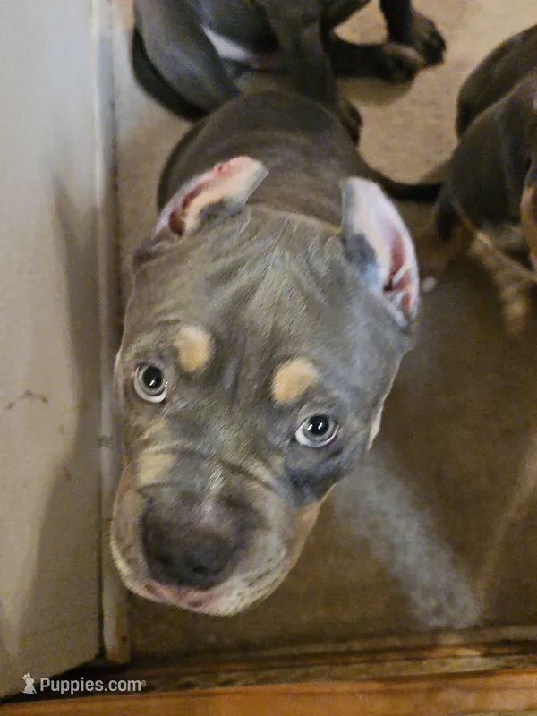Poncho – American Bully puppy for sale in Arizona City, AZ