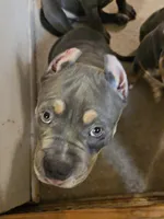 Poncho, a male American Bully for sale in Arizona City, AZ – Photo 1 of 3