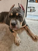 Poncho, a male American Bully for sale in Arizona City, AZ – Photo 2 of 3