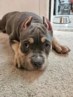Poncho, a male American Bully for sale in Arizona City, AZ – Photo 3 of 3