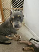 Harley , a male American Bully for sale in Phoenix, AZ – Photo 3 of 8