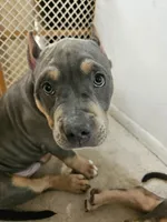 Harley , a male American Bully for sale in Phoenix, AZ – Photo 5 of 8