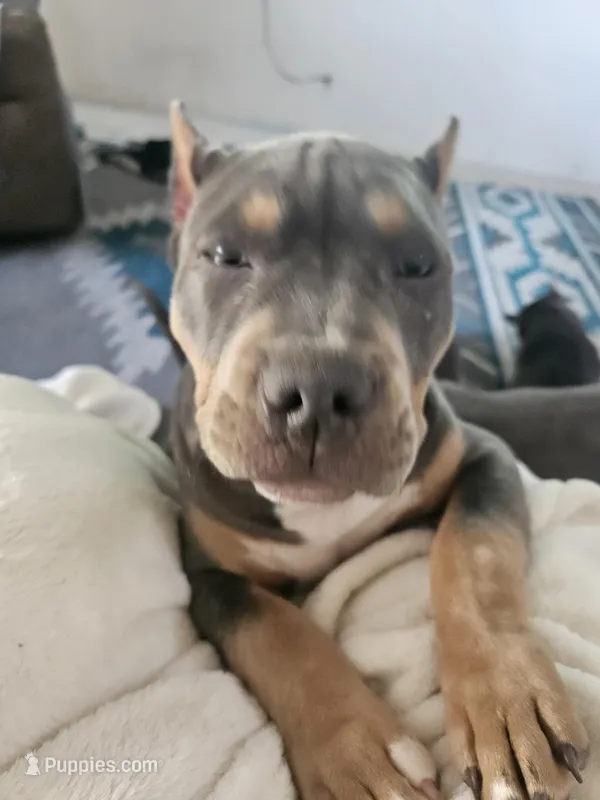 Harley  – American Bully puppy for sale in Arizona City, AZ