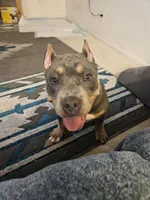 Harley , a male American Bully for sale in Phoenix, AZ – Photo 6 of 8