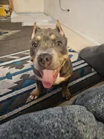 Harley , a male American Bully for sale in Phoenix, AZ – Photo 7 of 8