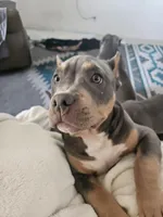 Harley , a male American Bully for sale in Phoenix, AZ – Photo 8 of 8