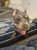 Harley , a male American Bully for sale in Phoenix, AZ – Photo 2 of 8