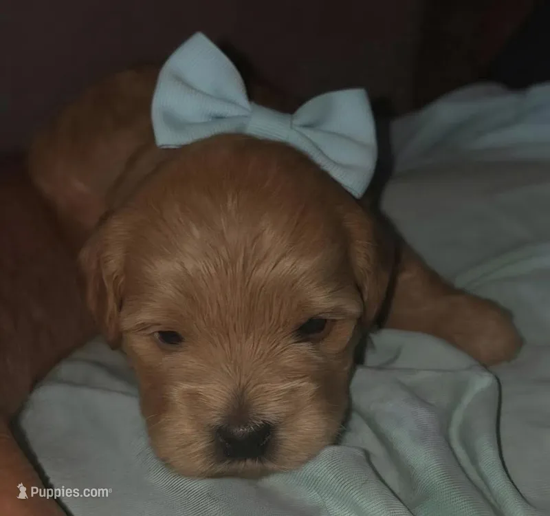 Diva – Whoodle puppy for sale in Woodland, WA