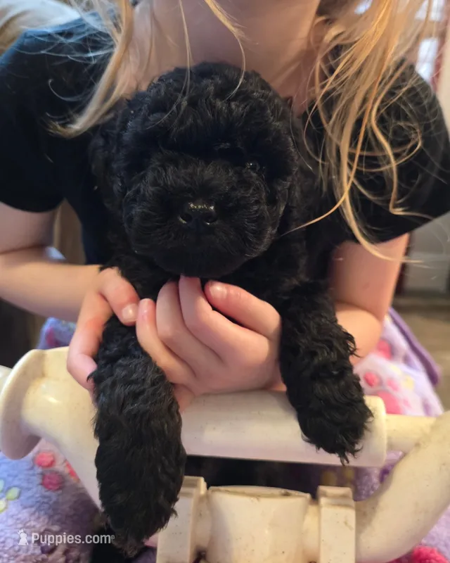 Inky – Whoodle puppy for sale in Woodland, WA