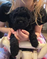 Inky, a male Whoodle for sale in Woodland, WA – 1 of 1
