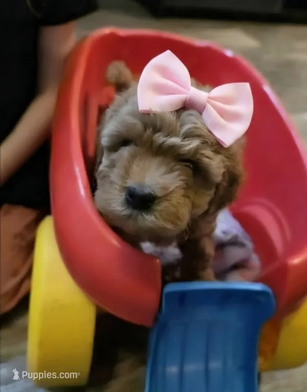 Bing – Whoodle puppy for sale in Woodland, WA