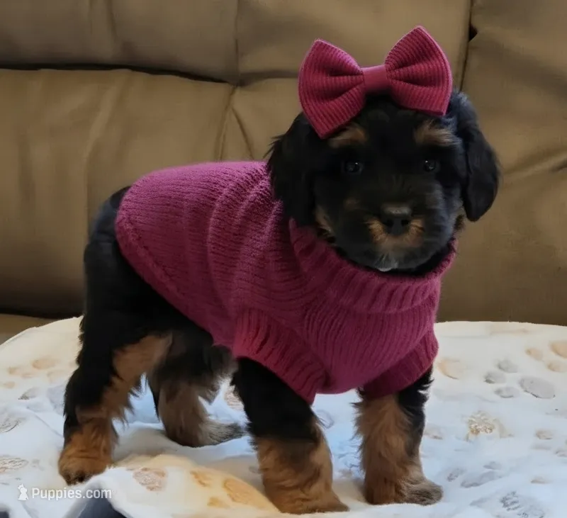 Luna – Whoodle puppy for sale in Woodland, WA