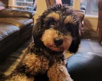 Garvey, a male Whoodle for sale in Woodland, WA – 3 of 7