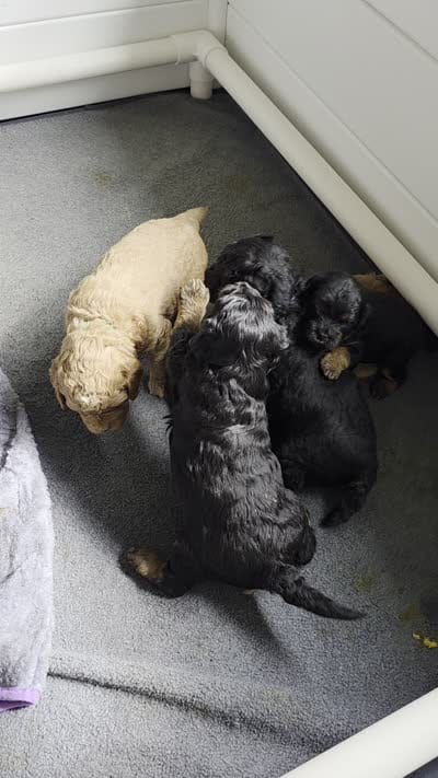Garvey, a male Whoodle for sale in Woodland, WA – 4 of 7