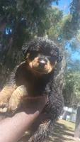 Roxy, a female Rottweiler for sale in Gainesville, FL – 5 of 5