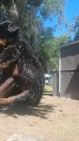 Daisy , a female Rottweiler for sale in Gainesville, FL – 3 of 3