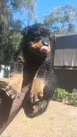 Daisy , a female Rottweiler for sale in Gainesville, FL – 2 of 3