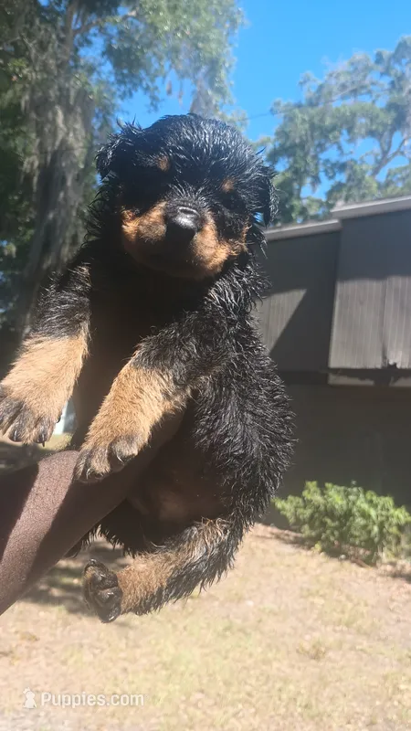 Daisy  – Rottweiler puppy for sale in Gainesville, FL