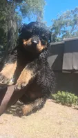 Daisy , a female Rottweiler for sale in Gainesville, FL – 1 of 3