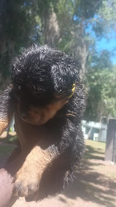 Roxy, a female Rottweiler for sale in Gainesville, FL – 3 of 5