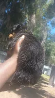 Roxy, a female Rottweiler for sale in Gainesville, FL – 4 of 5