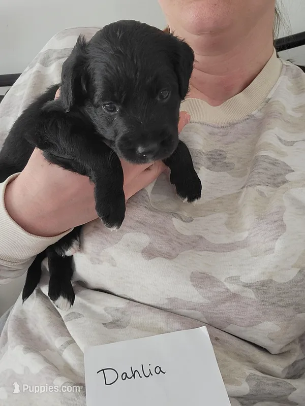 Dahlia – Australian Shepherd, Goldendoodle puppy for sale in Fort Wayne, IN