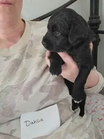 Dahlia, a female Australian Shepherd and Goldendoodle for sale in Fort Wayne, IN – Photo 2 of 2