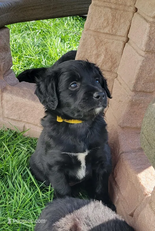 Dahlia – Australian Shepherd, Goldendoodle puppy for sale in Fort Wayne, IN
