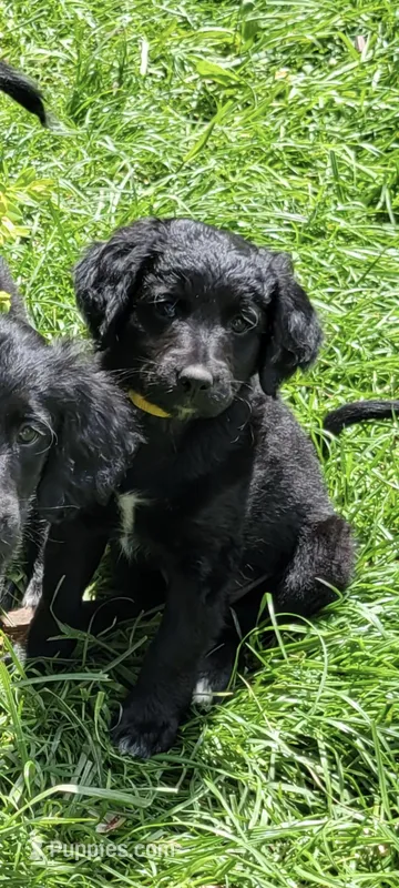 Dahlia – Australian Shepherd, Goldendoodle puppy for sale in Fort Wayne, IN