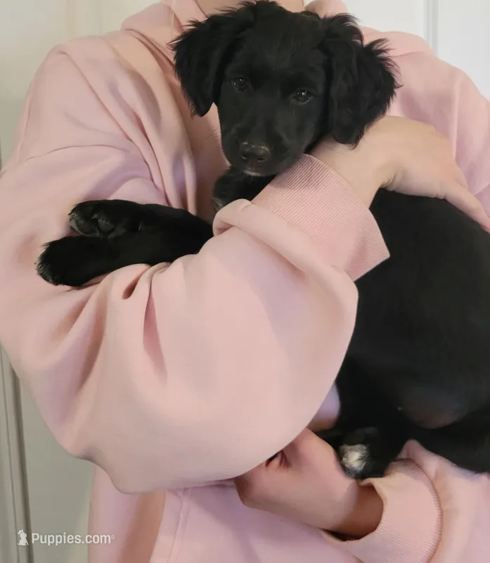 Dahlia – Australian Shepherd, Goldendoodle puppy for sale in Fort Wayne, IN