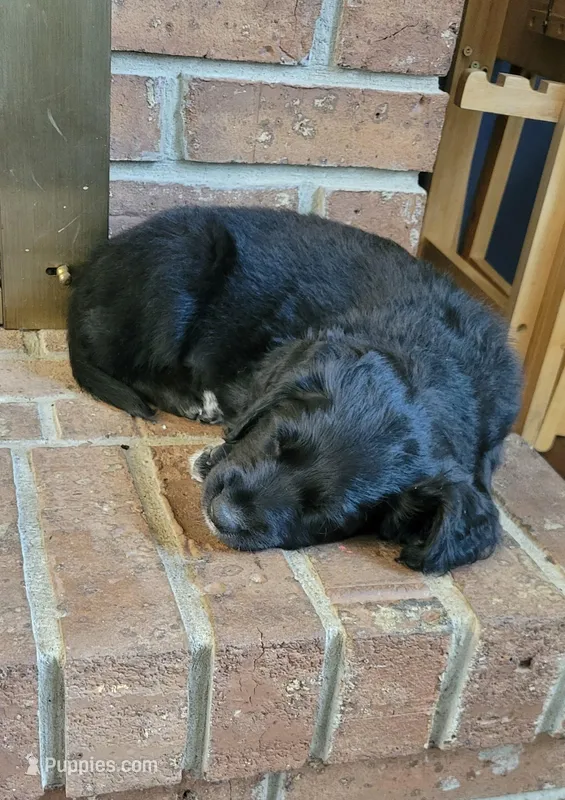 Harlow – Australian Shepherd, Goldendoodle puppy for sale in Fort Wayne, IN