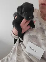 Harlow, a male Australian Shepherd and Goldendoodle for sale in Fort Wayne, IN – Photo 3 of 3