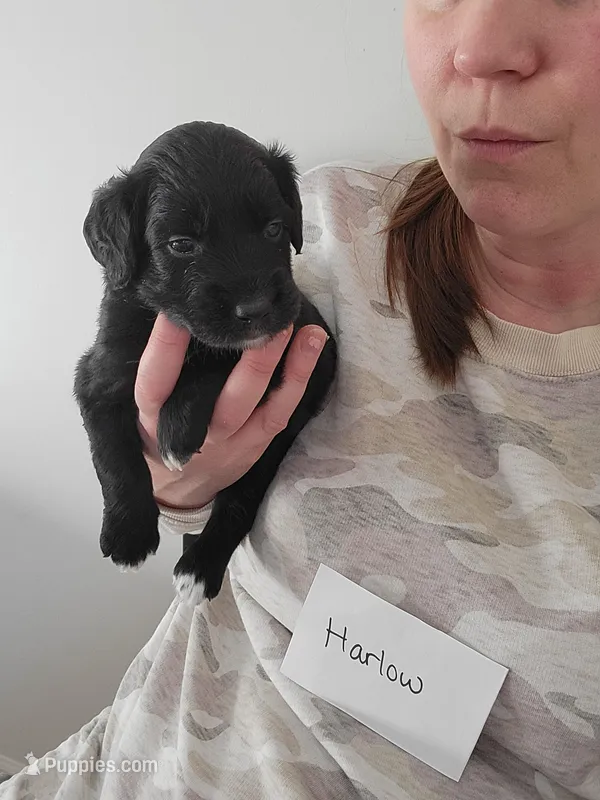Harlow – Australian Shepherd, Goldendoodle puppy for sale in Fort Wayne, IN