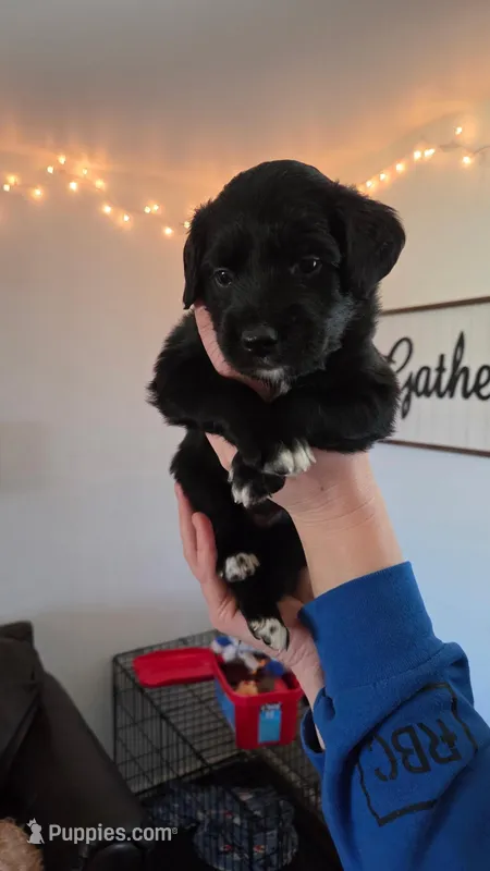 Harlow – Australian Shepherd, Goldendoodle puppy for sale in Fort Wayne, IN