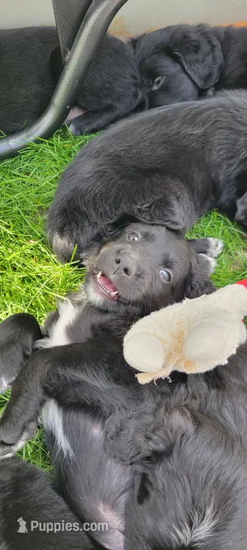 Harlow – Australian Shepherd, Goldendoodle puppy for sale in Fort Wayne, IN