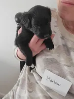 Harlow, a male Australian Shepherd and Goldendoodle for sale in Fort Wayne, IN – Photo 2 of 3
